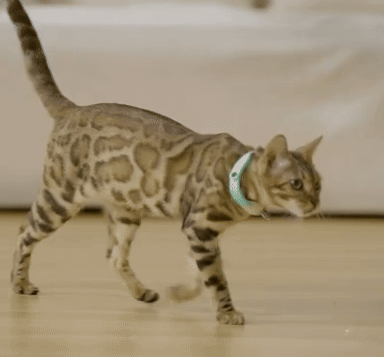 PawPromisse™ Interactive Laser Collar
